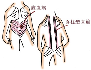 腹直筋と脊柱起立筋
